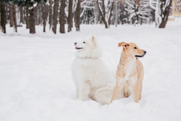 Due cani divertenti che si siedono sulla neve in una foresta