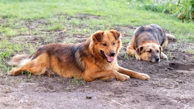 Due cani giacciono in giardino e guardano avanti con attenzione