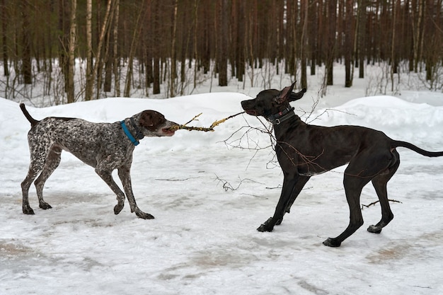 Due cani giocano con il ramo di un albero mentre camminano