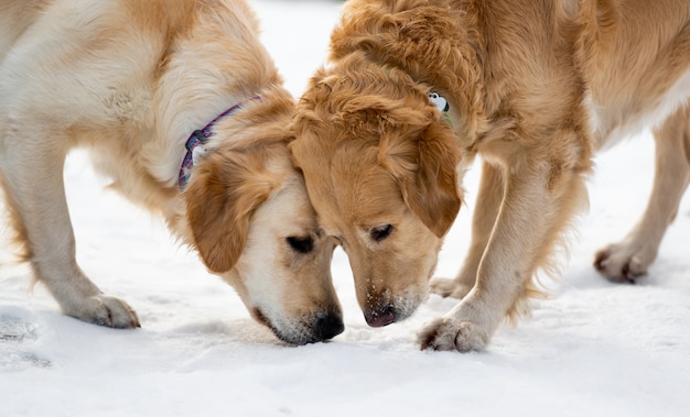 Due cani golden retriever all'aperto sniffano la neve in cerca di qualcosa durante la passeggiata invernale nel parco