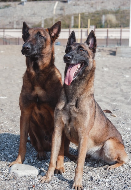 Due cani guida del Malinois si siedono uno accanto all'altro e sorridono. Affascinante pastore intelligente e addestrato