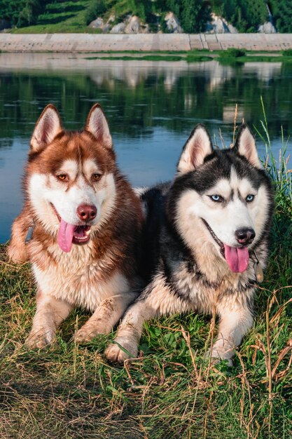 Due cani husky siberiani in una passeggiata lungo il fiume calda sera d'estate