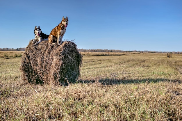 Due cani Husky su un pagliaio asciutto nello spazio della copia di una giornata di sole
