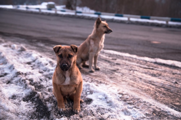 Due cani in strada invernale