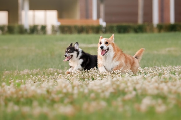 Due cani in un campo di fiori