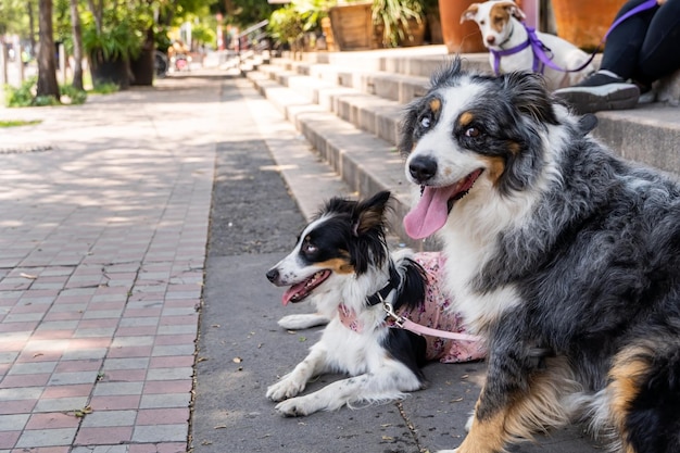 Due cani insieme Happy Border Collie per strada a guardare le persone che passano