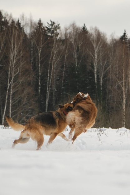 Due cani migliori amici che giocano insieme nello snow park invernale