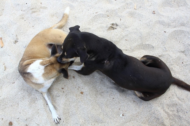 Due cani randagi che giocano sulla spiaggia