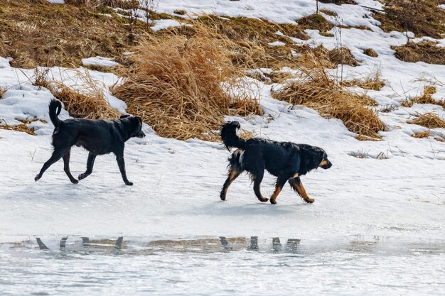 Due cani randagi neri che corrono lungo un argine innevato in una soleggiata giornata invernale