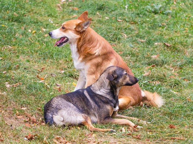 Due cani randagi si trovano nel parco sull'erba_