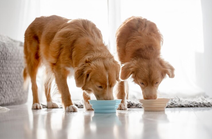 Foto due cani retriever della nuova scozia stanno bevendo da ciotole a casa