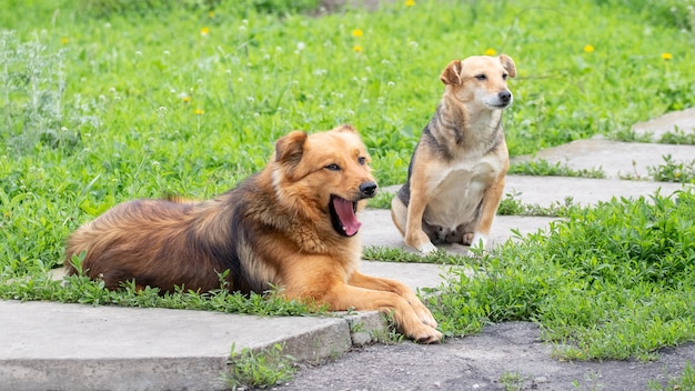 Due cani riposano nel giardino sul vicolo