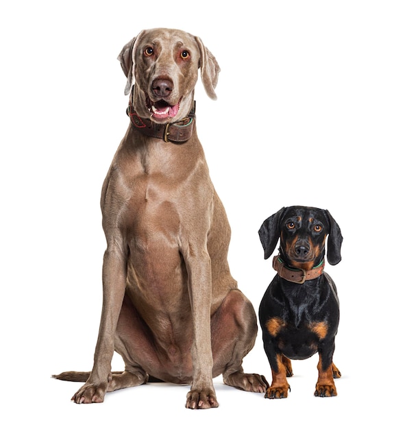 Due cani seduti insieme Weimaraner e Dachshund isolati su bianco