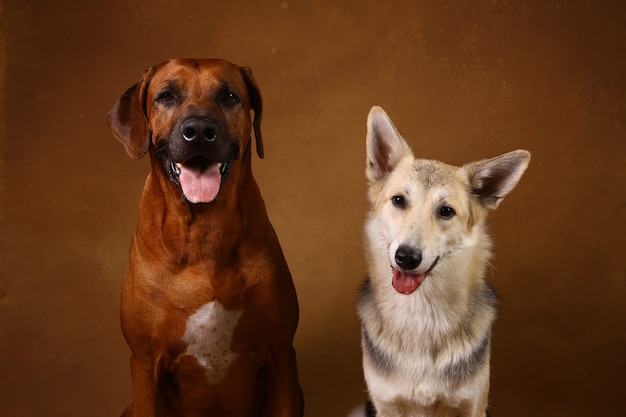 due cani seduti su sfondo marrone