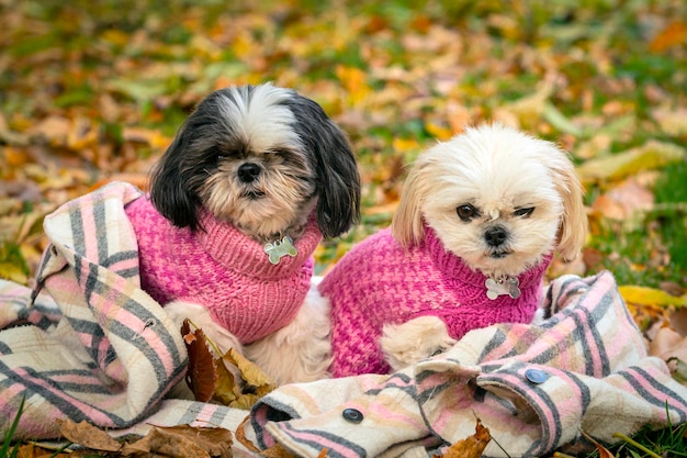 Due cani Shih Tzu in maglioni rosa camminano nel parco autunnale.