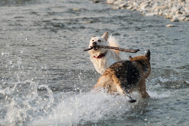 Due cani si divertono lungo il fiume in una calda sera d'estate tedesco e mezzo di razza bianca
