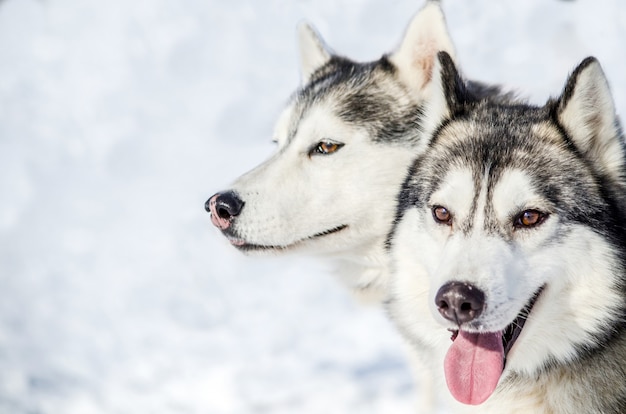 Due cani Siberian Husky si guardano intorno