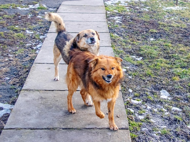 Due cani sorvegliano la fattoria nel vicolo del cortile