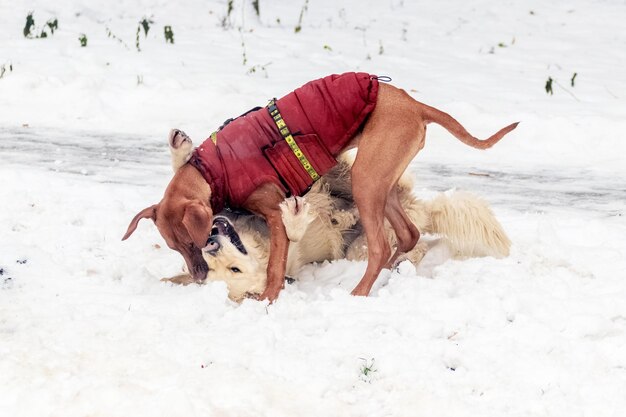 Due cani stanno giocando nella neve nel parco in inverno Cani nel parco per una passeggiata