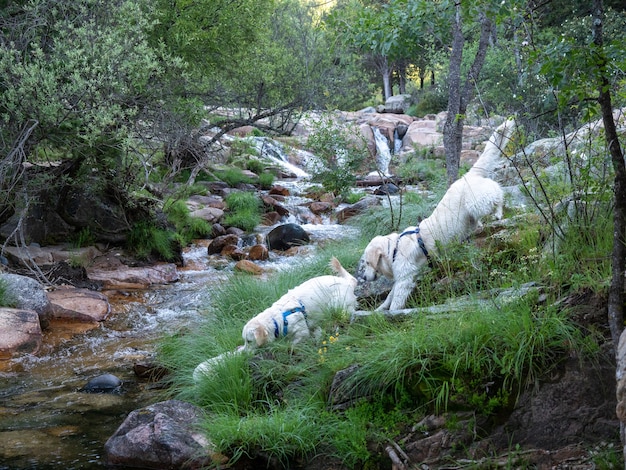 Due cani vicino al ruscello in una foresta. Cani che camminano in discesa da una zona collinare con un torrente in vista.