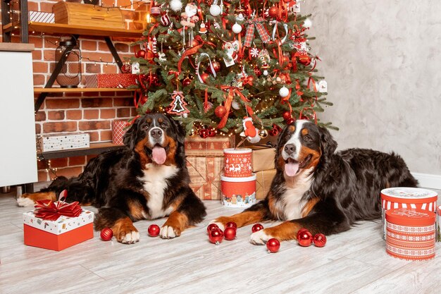 Due cani Zenenhund sono sdraiati a casa sul divano vicino all'albero di Natale il concetto di Natale