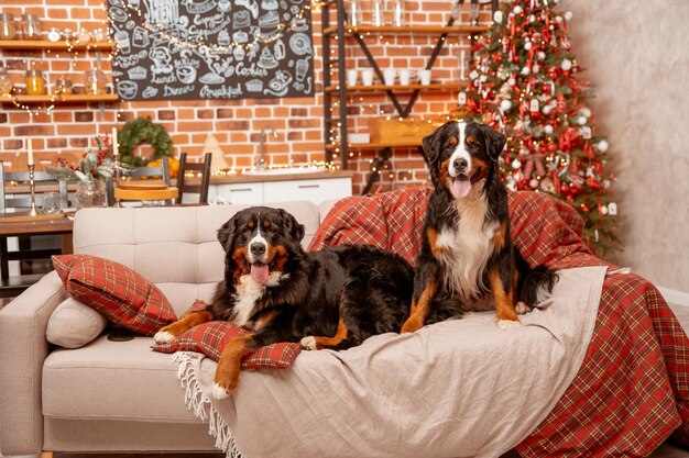 Due cani Zenenhund sono sdraiati a casa sul divano vicino all'albero di Natale il concetto di Natale