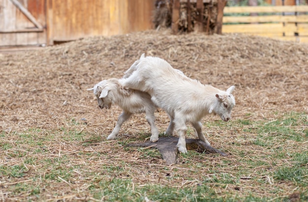 Due capre bianche giocano tra loro nella fattoria Allevamento di capre e pecore Carine con divertenti