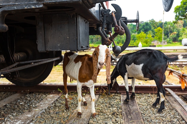 Due capre pascolano vicino alla ferrovia. Incidenti con animali sulla ferrovia.