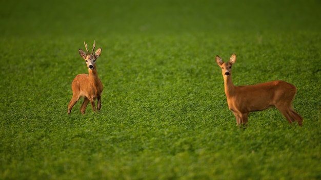 Due caprioli in piedi sul campo nella stagione estiva degli amori