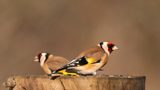 Due cardellini Carduelis carduelis su una mangiatoia per uccelli in giardino in inverno.