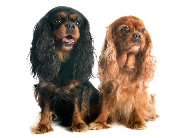 due cavalier king charles