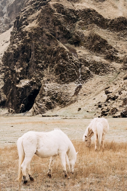 Due cavalli bianchi pascolano in un campo contro una montagna rocciosa il cavallo islandese è una razza di cavallo