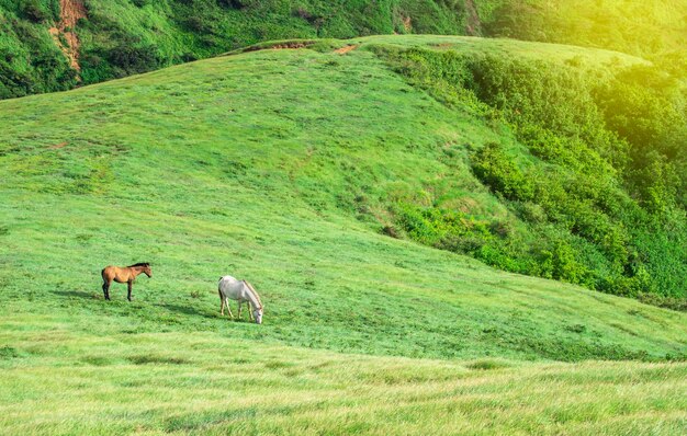 Due cavalli che mangiano erba insieme nel campo, collina con due cavalli che mangiano erba, due cavalli in un prato