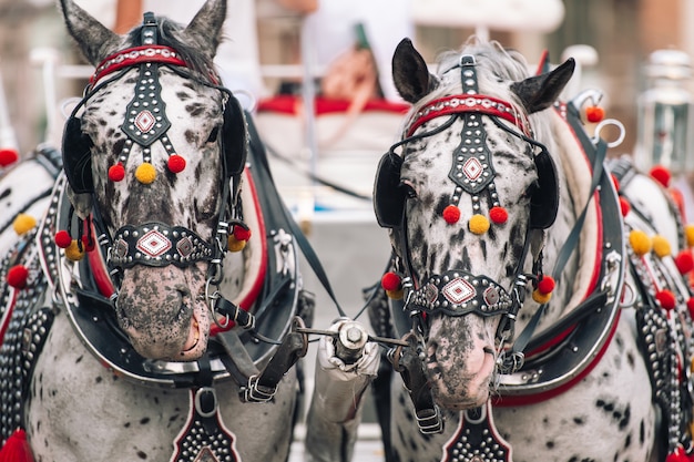 Due cavalli decorati per i turisti in sella a una carrozza.