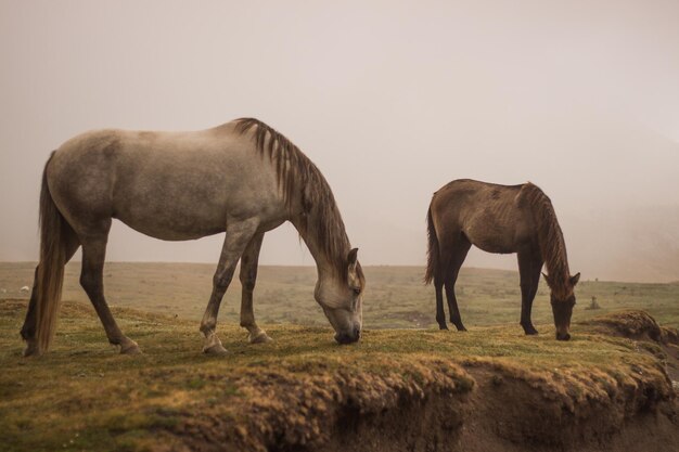 Due cavalli marroni in piedi in Spagna con nebbia sullo sfondo