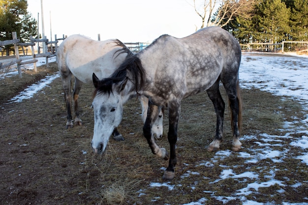 Due cavalli pascono in inverno