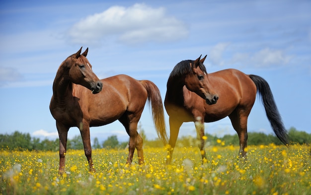 Due cavalli sul prato