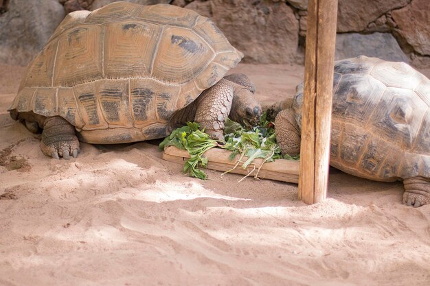 Due centrochelys gigante