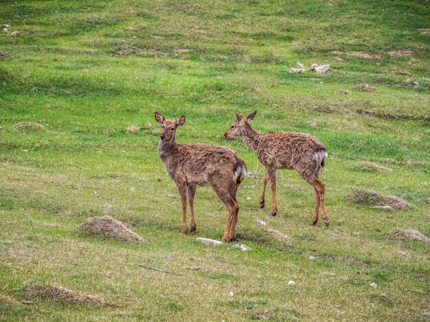 Due cerbiatti sporchi di cervo in un prato aperto in estate.