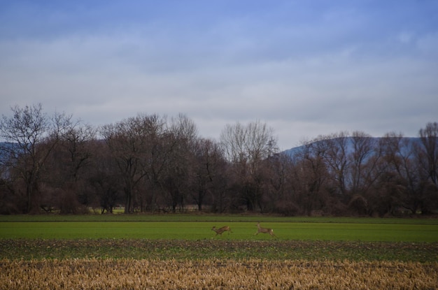 Due cervi che corrono sul campo