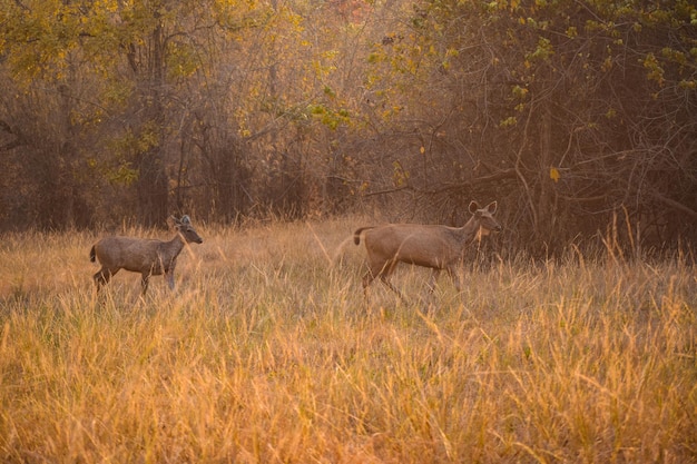 Due cervi sambar che camminano sull'erba alla luce dell'ora d'oro Safari serale a Tadoba