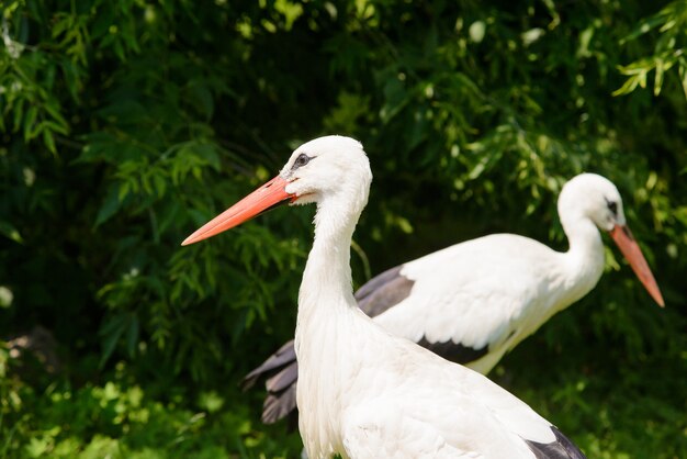 Due cicogne bianche (Ciconia ciconia)