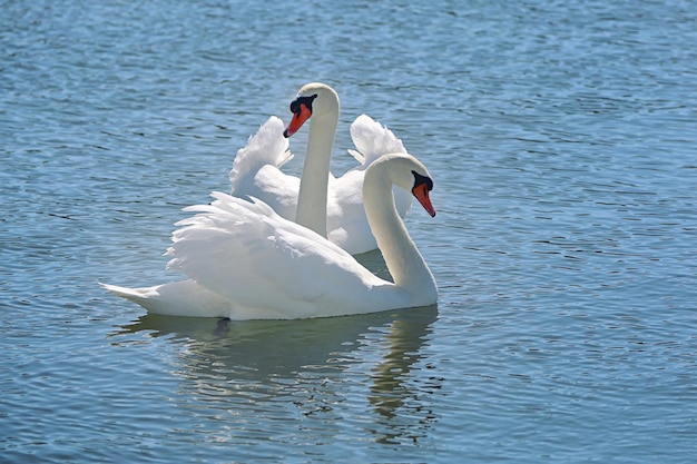 Due cigni bianchi galleggiano sull'acqua del lago.