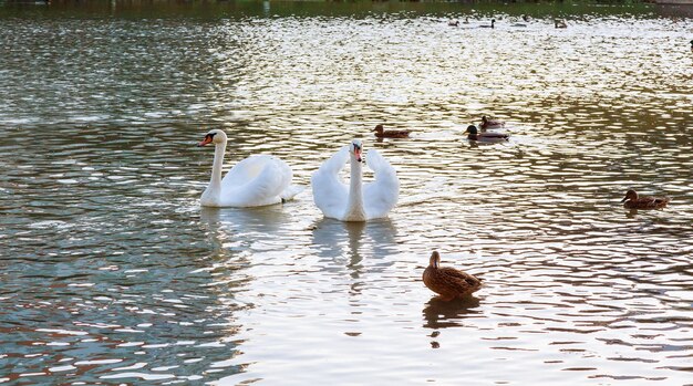 Due cigni bianchi galleggiano sull'acqua nel parco Cigni bianchi fiume galleggiante