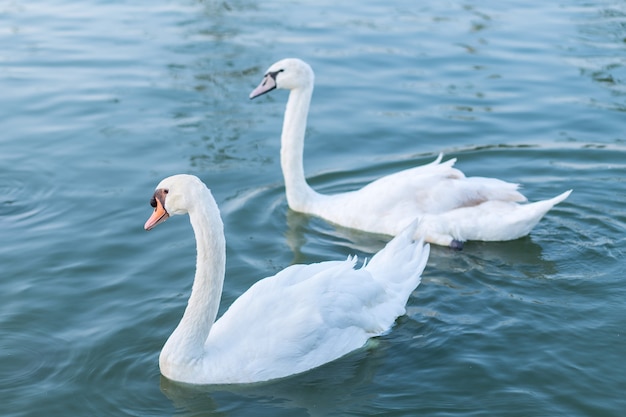 Due cigni bianchi innamorati che nuotano sul lago