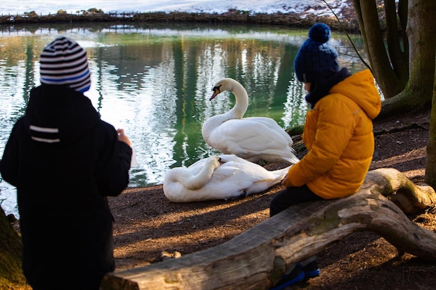 Due cigni che si puliscono da soli ai bambini in riva al lago che guardano gli animali