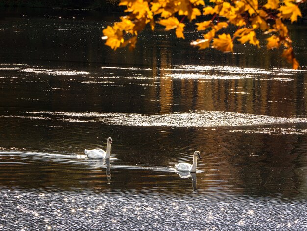 Due cigni nel parco d'autunno