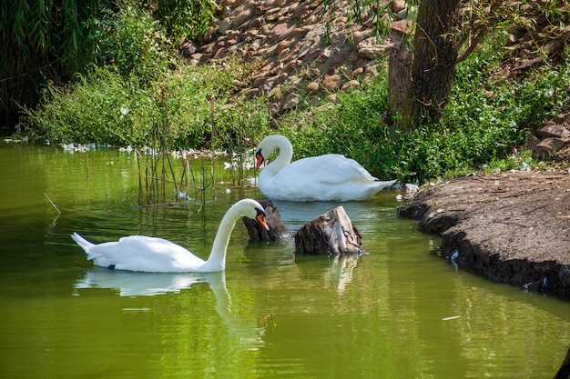 due cigni nel parco