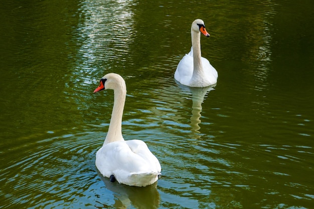 due cigni nel parco