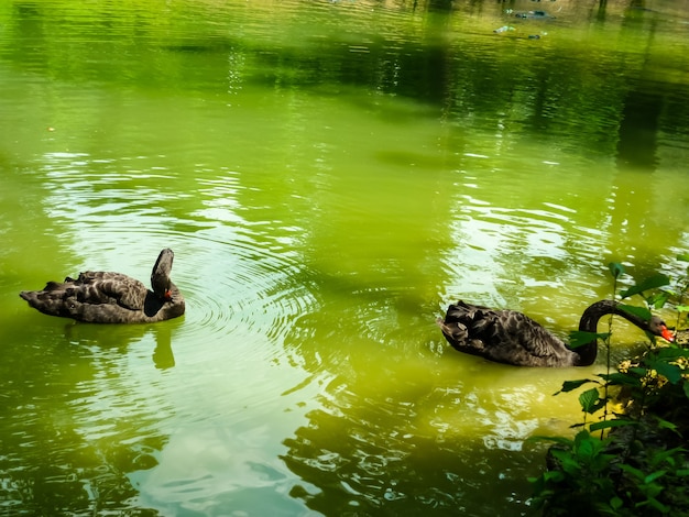 Due cigni neri galleggiano nel lago. Amore coppia di cigni neri. Danza di accoppiamento dei cigni neri. Bellissimo concetto di fauna selvatica